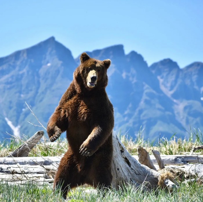 Online wildlife watching tours