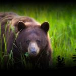 Online wildlife watching tours