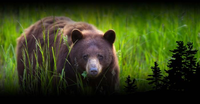 Online wildlife watching tours